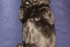 cucciolo-scottish-terrier-polvere-di-stelle_03