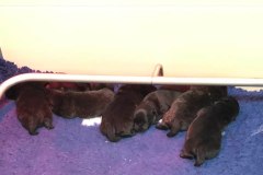 cuccioli-scottish-terrier-polvere-di-stelle_01