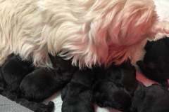 cuccioli-scottish-terrier-polvere-di-stelle_02