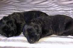 cuccioli-scottish-terrier-polvere-di-stelle_03