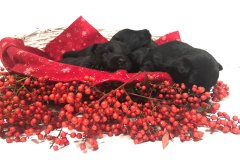 cuccioli-scottish-terrier-polvere-di-stelle_04