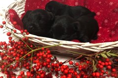 cuccioli-scottish-terrier-polvere-di-stelle_05