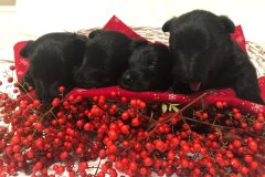 cuccioli-scottish-terrier-polvere-di-stelle_06