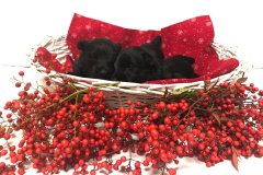 cuccioli-scottish-terrier-polvere-di-stelle_07