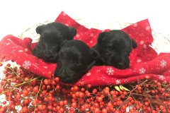cuccioli-scottish-terrier-polvere-di-stelle_08