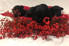 cuccioli-scottish-terrier-polvere-di-stelle_09