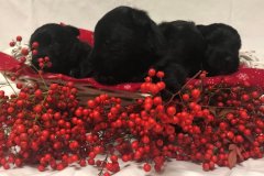 cuccioli-scottish-terrier-polvere-di-stelle_10