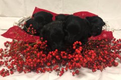 cuccioli-scottish-terrier-polvere-di-stelle_11