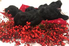 cuccioli-scottish-terrier-polvere-di-stelle_12