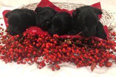 cuccioli-scottish-terrier-polvere-di-stelle_13