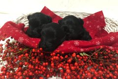 cuccioli-scottish-terrier-polvere-di-stelle_14