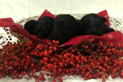 cuccioli-scottish-terrier-polvere-di-stelle_15