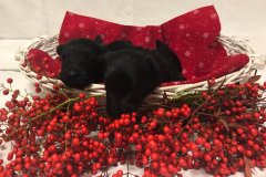 cuccioli-scottish-terrier-polvere-di-stelle_16