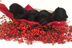 cuccioli-scottish-terrier-polvere-di-stelle_17