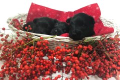 cuccioli-scottish-terrier-polvere-di-stelle_18