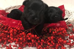 cuccioli-scottish-terrier-polvere-di-stelle_19