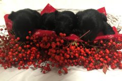 cuccioli-scottish-terrier-polvere-di-stelle_20