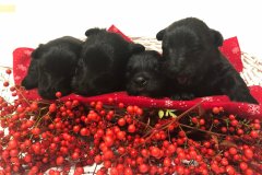 cuccioli-scottish-terrier-polvere-di-stelle_21