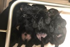 cuccioli-scottish-terrier-polvere-di-stelle_22