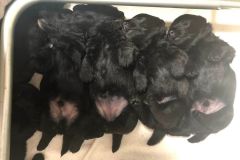 cuccioli-scottish-terrier-polvere-di-stelle_23
