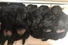 cuccioli-scottish-terrier-polvere-di-stelle_24