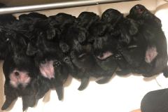 cuccioli-scottish-terrier-polvere-di-stelle_25