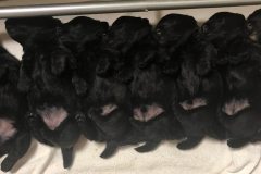 cuccioli-scottish-terrier-polvere-di-stelle_26