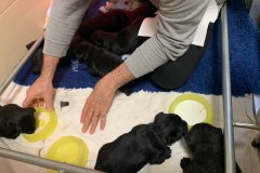 cuccioli-scottish-terrier-polvere-di-stelle_27