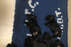 cuccioli-scottish-terrier-polvere-di-stelle_28