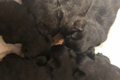 cuccioli-scottish-terrier-polvere-di-stelle_29