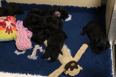 cuccioli-scottish-terrier-polvere-di-stelle_30