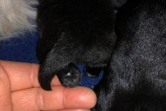 cucciolo-scottish-terrier-polvere-di-stelle_01