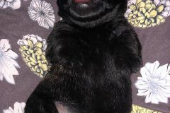 cucciolo-scottish-terrier-polvere-di-stelle_02