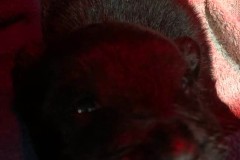 cucciolo-scottish-terrier-polvere-di-stelle_04
