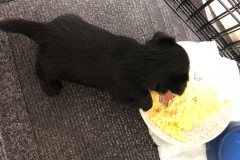 cucciolo-scottish-terrier-polvere-di-stelle_05