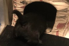 cucciolo-scottish-terrier-polvere-di-stelle_06