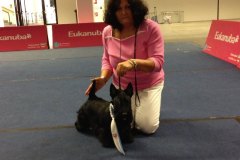 Scottish-Terrier-Polvere-di-Stelle-Peabar-Honky-Tonk-Woman-_006