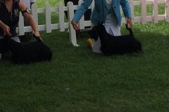 Scottish-Terrier-Polvere-di-Stelle-Peabar-Honky-Tonk-Woman-_011