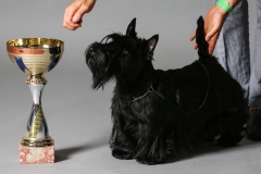 Scottish-Terrier-Polvere-di-Stelle-Peabar-Honky-Tonk-Woman_001