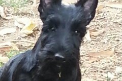 Scottish-Terrier-Polvere-di-Stelle-Peabar-Honky-Tonk-Woman_013