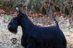 Scottish-Terrier-Polvere-di-Stelle-Peabar-Honky-Tonk-Woman_015