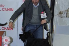 Scottish-Terrier-Polvere-di-Stelle-Peabar-Honky-Tonk-Woman_017