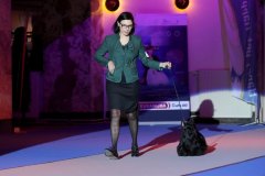 Scottish-Terrier-Polvere-di-Stelle-Peabar-Honky-Tonk-Woman_Prvak-Prvakov