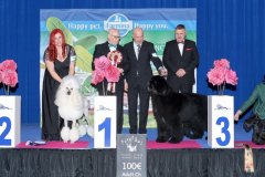 Scottish-Terrier-Polvere-di-Stelle-Peabar-Honky-Tonk-Woman_Stopnicke