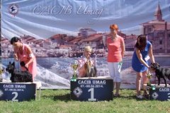 Scottish-Terrier-Polvere-di-Stelle-Peabar-Honky-Tonk-Woman_Umag