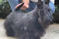 cane-scottish-terrier-polvere-di-stelle-michelangelo