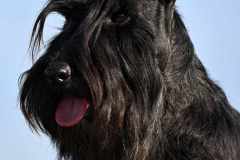 razza-scottish-terrier-polvere-di-stelle-michelangelo