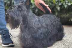 scottish-terrier-polvere-di-stelle-michelangelo-01