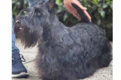 scottish-terrier-polvere-di-stelle-michelangelo-02-scaled